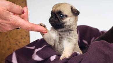5 ways raising a puppy is a lot like bringing up a baby | Parenting News,The Indian Express