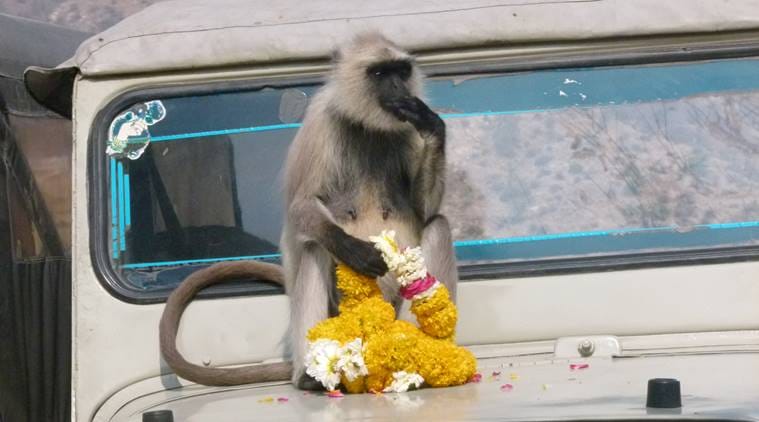 complex social system, curving tails, gracefully, monkey, Hanuman langurs, forests, macaques, langurs, Nilgiri Mountains, Western Ghats, Karnataka, indian express, indian express news