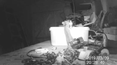 mouse help clean garden shed, house mouse tidy up, mouse clean stuff, good news, odd news, bizarre news, viral news, indian express