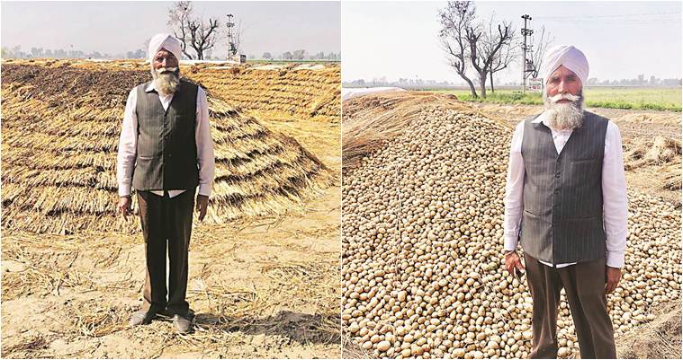 Punjab, Punjab farmers, Doaba farmers, potato farming, Punjab potato farmers, potato price, rural distress, agrarian crisis, indian express