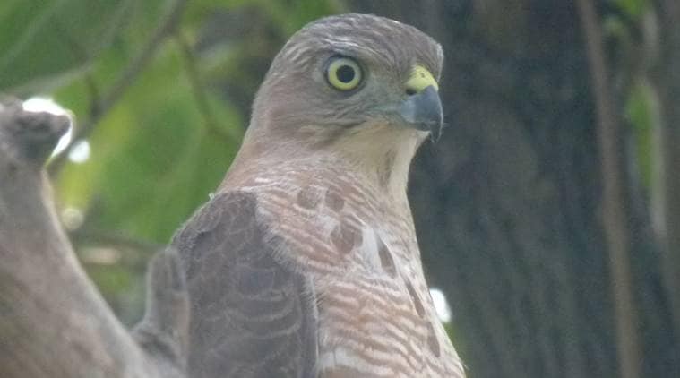 eyes, eyes animal, importance of eyes in animals, conveys moods, emotions, light sensitivity eyes animals, mutation eyes animals, indian express, indian express news