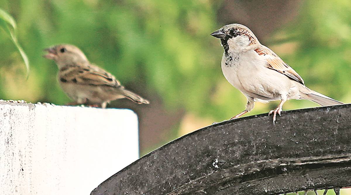 World Sparrow Day Forest Dept To Set Up Nests To Woo House Sparrows Cities News The Indian Express