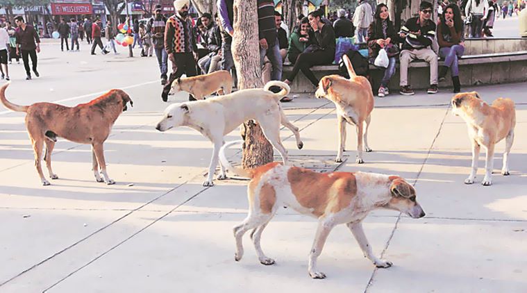 400 victims a month in two clinics, Chandigarh goes to the dogs | Cities  News,The Indian Express