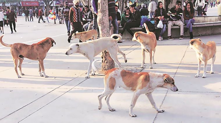 chandigarh news, panchkula stray dogs, chandigarh stray cattle, dog bite cases, DCP Panchkula Kamaldeep Goyal, indian express