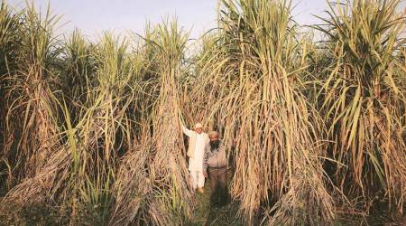 To push retail sale by mills, sugar commissioner writes to district collectors & ZPs