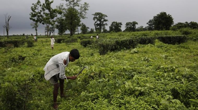 Tea label giants vow probe after Sri Lanka labour abuse expose | World ...