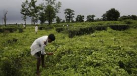 Tea label giants vow probe after Sri Lanka labour abuse expose