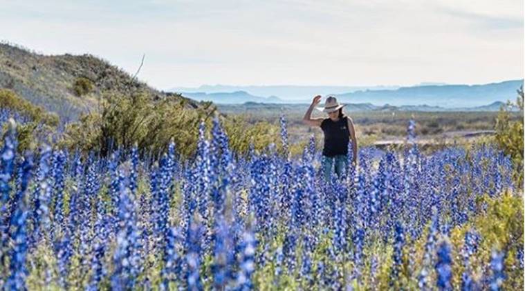 texas, bluebonnet texas,