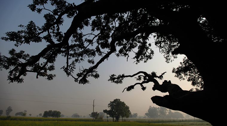 green cover, delhi green cover, green cover in delhi, forest cover, tree cover, forest survey of india, india state of forests report, very dense forests, moderately dense forests, open forests, carbon sinks, afforestation, plantation activities, developmental activities, economic survey of delhi, arunachal pradesh, odisha, manipur, mizoram, indian express news