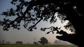 green cover, delhi green cover, green cover in delhi, forest cover, tree cover, forest survey of india, india state of forests report, very dense forests, moderately dense forests, open forests, carbon sinks, afforestation, plantation activities, developmental activities, economic survey of delhi, arunachal pradesh, odisha, manipur, mizoram, indian express news