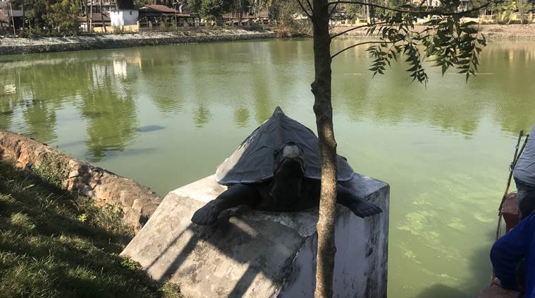 Most ponds have a concrete periphery which is a major hindrance for turtles laying eggs.(Express photo)