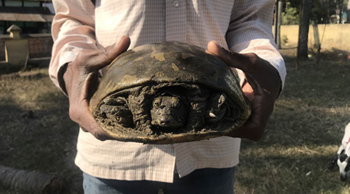 Among the 328 species of turtles around the world, there are 29 in India. (Express photo)