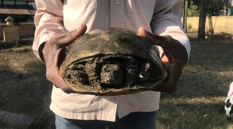 Among the 328 species of turtles around the world, there are 29 in India. (Express photo)