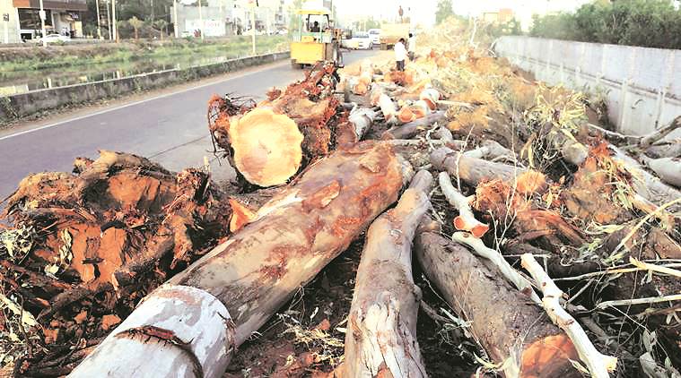 SC puts complete ban on felling of trees in Himachal Pradesh