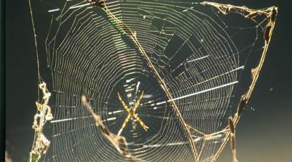 This spider web is strong enough for a bird to sit on, a scientific first