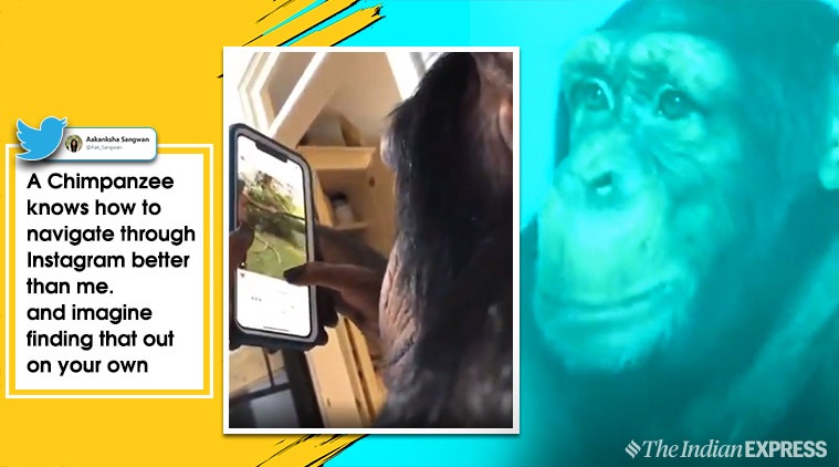 chimpanzee instagram, animals use mobiles, chimpanzee use mobile phone, chimpanzee use instagram, animals viral video, chimpanzee instagram viral videos, indian express
