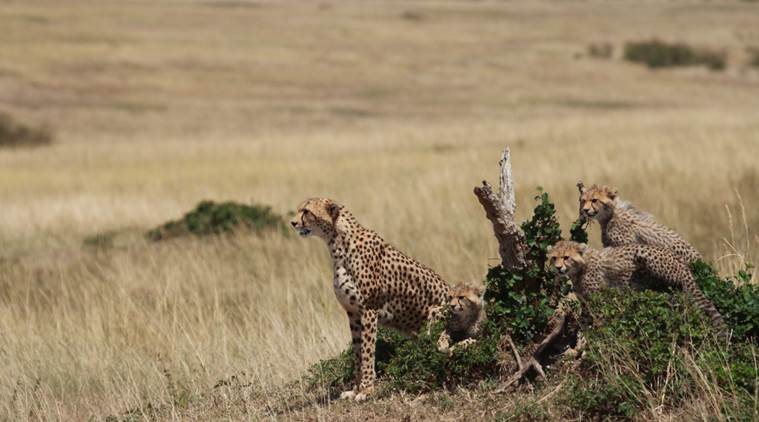 wildlife conservation idnia, cheetah returning to India, cheetah conservation, tiger conservation, narendra modi, Convention on Conservation of Migratory Species and Wild Animals,National Tiger Conservation Authority, Indian express enws
