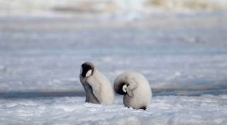 Emperor penguin chicks