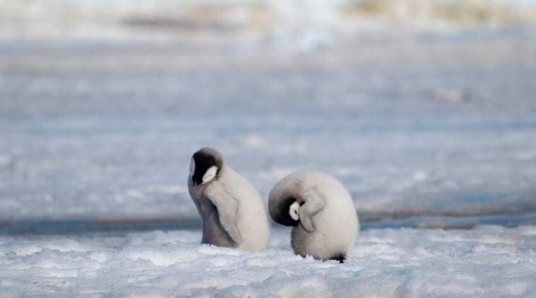 An emperor Penguin colony in Antarctica vanishes