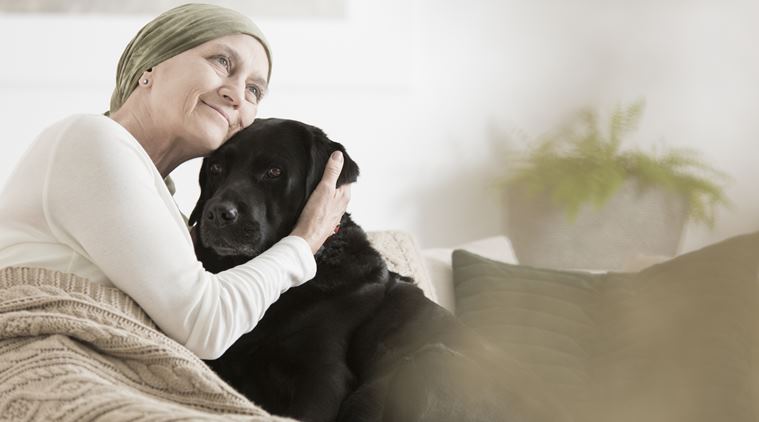 cancer, hogs, disease, sniff, health study, indian express, indian express news