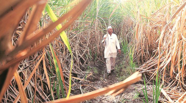 Why central government schemes failed to fix the crisis in sugar sector