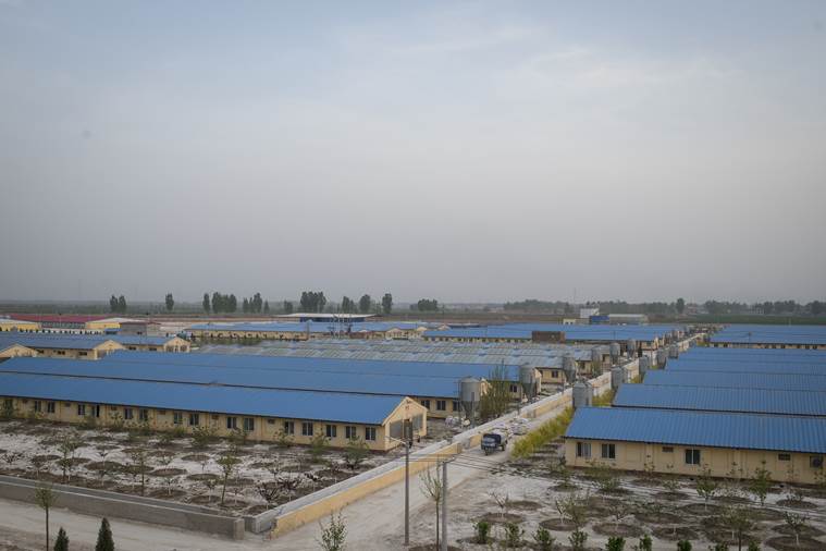 pig farm in china