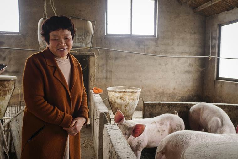 Chinese farmer with pigs
