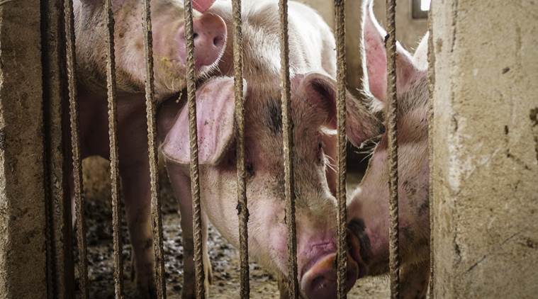 Pigs in China