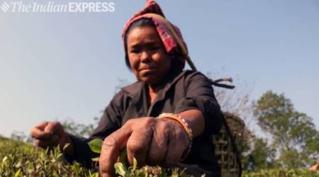 As tea garden jobs fade away, there is trouble brewing for parties in Darjeeling