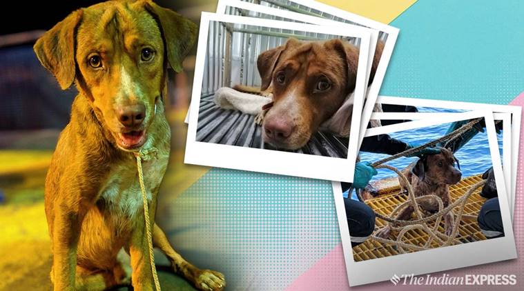 dog, Dog Found Swimming 220 Kms Off Thai Coast, thai dog rescued, oil worker rescue dog, workers rescue dog, trending, indian express, indian express news