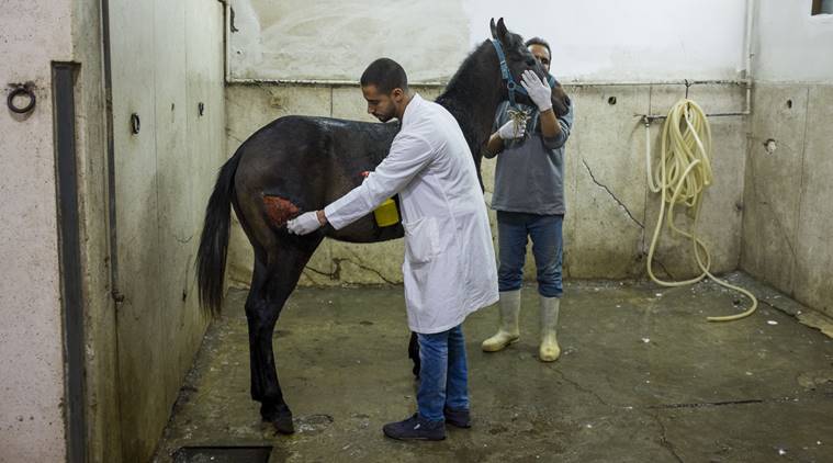 Egypt, Egypt Pyramids, Pyramids, Pyramids of Giza, Giza pyramids, Pyramids in Egypt, Egpyt Pyramids Gaza, Animal abuse Egypt, Pyramids Egypt animal abuse, animal abuse pyramids, pyramids animal abuse, indian express, world news