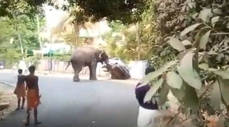 Watch: Elephant runs awry in Kerala's Palakkad district, creates panic among residents