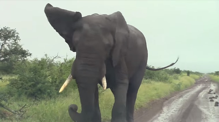 Video: Angry elephant charges towards tourists' vehicle as they went too  close to film it | Trending News,The Indian Express