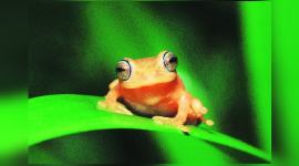 EyeAmrita_759 no alt set