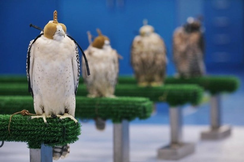 falcon, falcon hospital, falcon hospital photos, abu dhabi, dubai, saudi arabia, world news, indian express