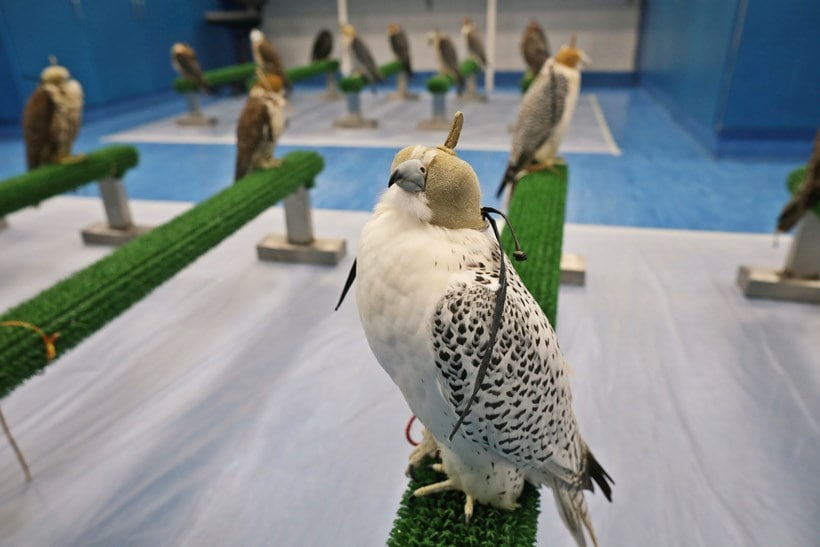 falcon, falcon hospital, falcon hospital photos, abu dhabi, dubai, saudi arabia, world news, indian express