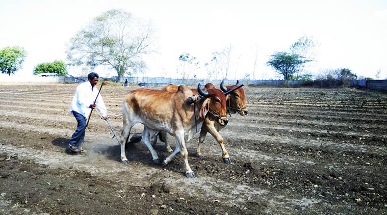 saurashtra farmers, gujarat farmers, election news, lok sabha elections, farm distress, agriculture distress india, lok sabha elections 2019, elections 2019