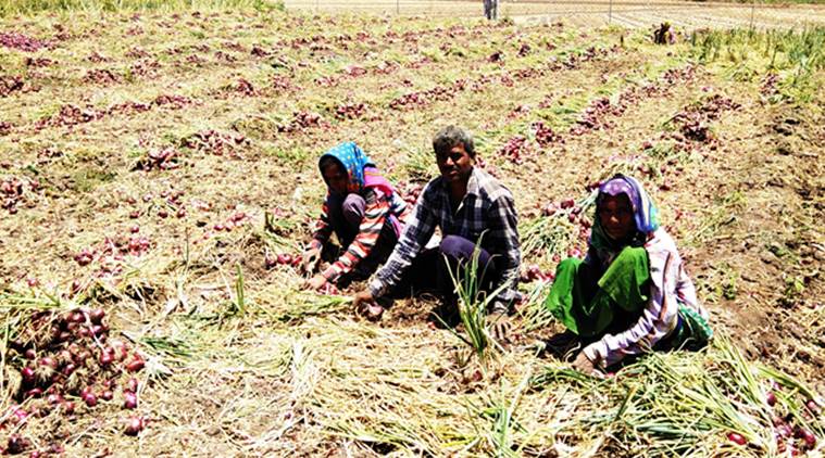 saurashtra farmers, gujarat farmers, election news, lok sabha elections, farm distress, agriculture distress india, lok sabha elections 2019, elections 2019