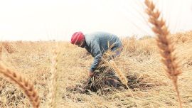 maahrashtra government, maharashtra farmers, maharashtra farm produce, farmers in maharashtra, farm produce in maharashtra, india news, Indian Express
