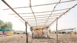 cattle camp, maharashtra cattle camp, maharashtra news, maharashtra news, indian express
