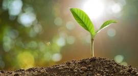 Young plant in the morning light on nature background ganesh chaturthi, Ganesh Chaturthi music, mumbai court plant trees, court order plant trees, mumbai news, indian express news