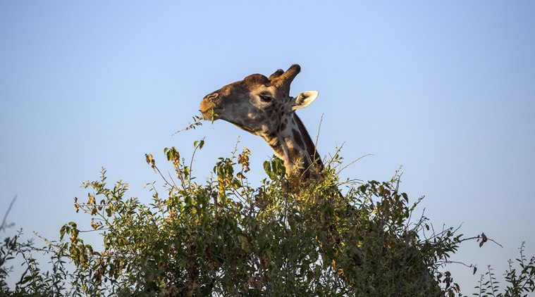 US to consider listing giraffes as endangered species