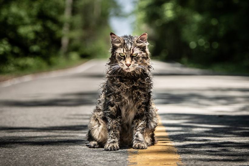 Pet Sematary tamilrockers