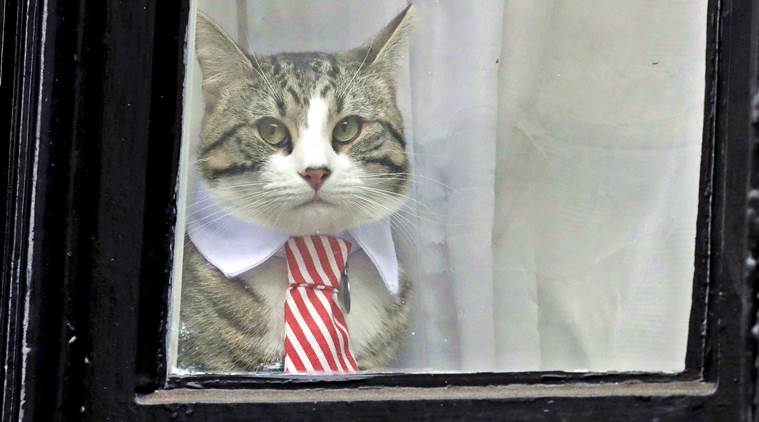 Julian Assange, Julian Assange cat, cat Julian Assange, Embassy cat, Embassy cat Julian Assange, Cat Julian Assange, Julian Assange cat news, Julian Assange arrest, Julian Assange UK, Julian Assange WikiLeaks, WikiLeaks Julian Assange, Indian Express