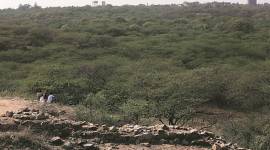 SP Marg, Vandemataram Marg, karol bagh, vilayati kikar, delhi environment department, delhi govt budget, delhi govt budget for environment, delhi news