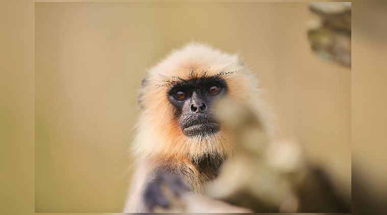 Wild Karnataka, wildlife, documentary, documentary film,