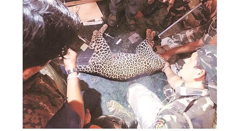 mumbai, leopard rescued, leopard, leopard rescued in mumbai, rescue, rescue operation, mumbai news, indian express news