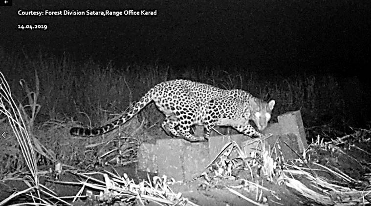 Leopard cub reunited with mother after 6-day operation | Mumbai News ...