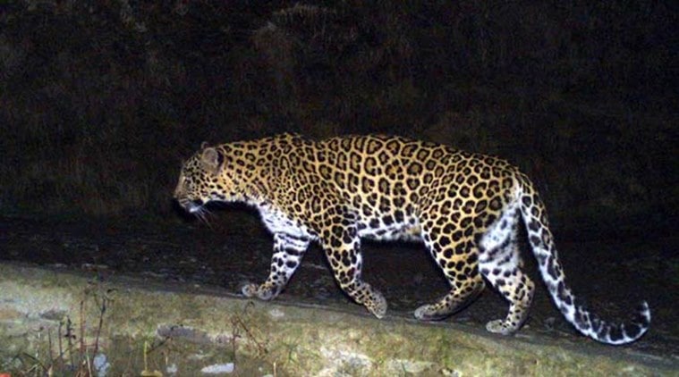 Leopard attack, Leopard attack Gir forest, Gir forest leopard attack, leopard gir village, gujarat leopard attack, indian express, latest news