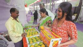 Pune: Alphonso term ‘used rampantly’, mango growers from state seek to protect exclusivity of product